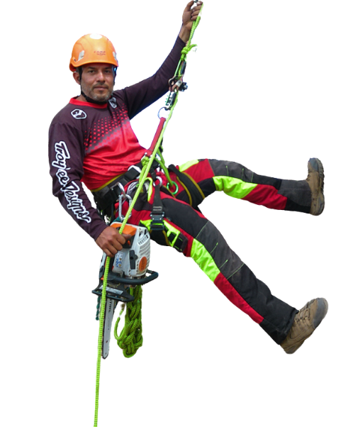 corta de ramas de arboles cr